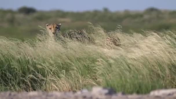 Dva Gepardi Vysoké Trávě Centrální Rezervaci Kalahari Botswaně — Stock video