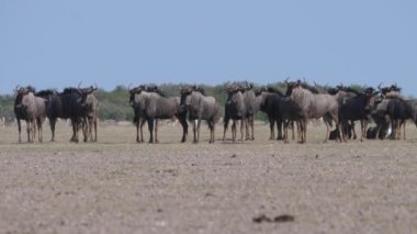 Botswana 'daki Merkez Kalahari oyun parkındaki bozkırda antilop sürüsü.