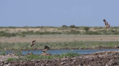 Sandgrouse grubu Botswana 'daki Merkez Kalahari Oyun Rezervi' ndeki bir su birikintisinden uçuyor.