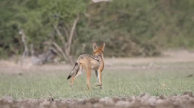 Siyah sırtlı çakal Botswana 'daki Merkez Kalahari oyun parkında yürüyor.