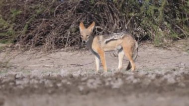 Botswana 'daki Merkez Kalahari Oyun Rezervi' ndeki su birikintisinden su içen kara sırtlı çakal.