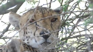 Botswana 'daki Merkez Kalahari Oyun Rezervi' nde çalıların altında dinlenirken çita kapanıyor.