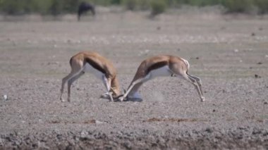 Springbok Botswana 'daki Merkez Kalahari Oyun Rezervi' nde kavga ediyor.