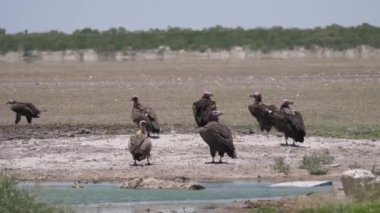 Botswana 'daki Merkez Kalahari oyun rezervinin etrafındaki bir su birikintisi etrafında bir grup Lappet suratlı akbaba.