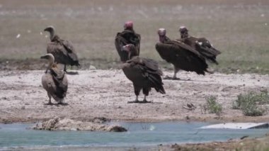 Botswana 'daki Merkez Kalahari oyun rezervinin etrafındaki bir su birikintisi etrafında bir grup Lappet suratlı akbaba.