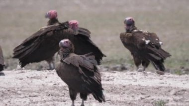 Merkez Kalahari Oyun Rezervi, Botswana 'da Lappet suratlı akbaba grubu