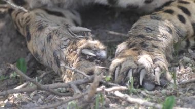 Botswana 'daki Merkez Kalahari Oyun Rezervindeki çita pençelerinden kapat