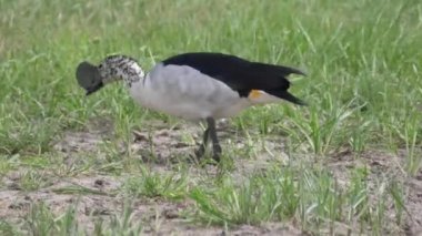 Erkek ve dişi Afrika tarağı ördeği Botswana 'daki Chobe Ulusal Parkı' nda