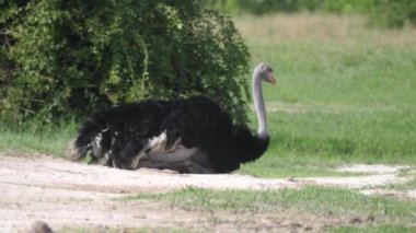 Botswana 'daki Chobe Ulusal Parkı' nda oturan devekuşu.