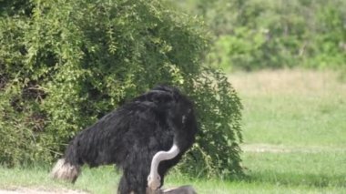 Devekuşu Botswana 'daki Chobe Ulusal Parkı' ndan kalkar.