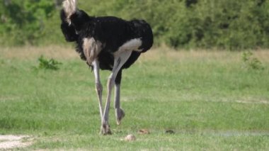 Botswana 'daki Chobe Ulusal Parkı' nda devekuşu otluyor.