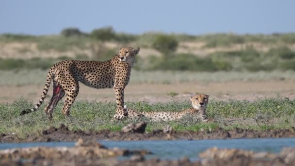 Cheetah Cuplu Unul Rănit Jurul Unei Găuri Apă Central Kalahari — Videoclip de stoc