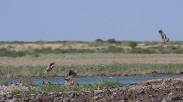 Groep Zandhoenders Vliegt Weg Van Een Waterput Bij Central Kalahari — Stockvideo