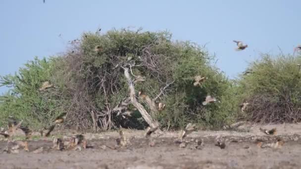 Grupo Sandgrouse Voando Torno Buraco Água Central Kalahari Game Reserve — Vídeo de Stock