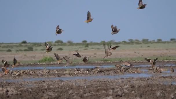 Grupo Sandgrouse Voando Para Longe Buraco Água Central Kalahari Game — Vídeo de Stock