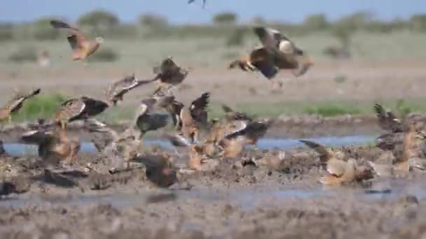 Close Grupo Sandgrouse Voando Torno Buraco Água Central Kalahari Game — Vídeo de Stock