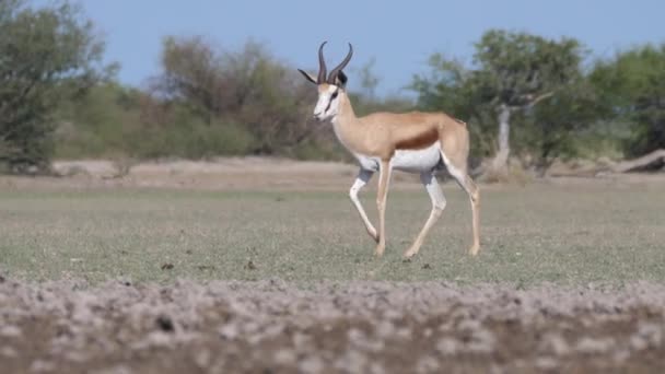 Springbok行走在博茨瓦纳中卡拉哈里野生动物保护区的草原上 — 图库视频影像