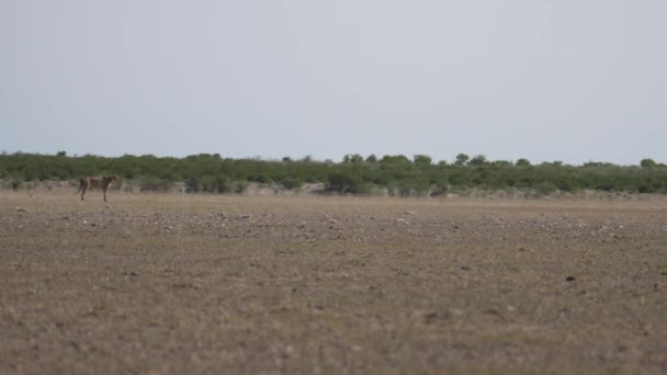 Gepárd Vadászat Egy Vadállat Csordára Közép Kalahári Vadrezervátumban Botswanában — Stock videók