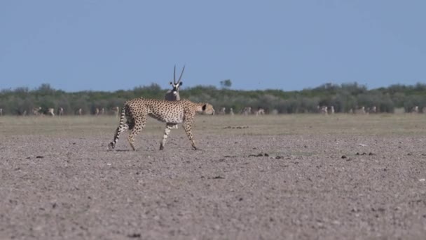 Cheetah Κυνήγι Στο Central Kalahari Game Reserve Στη Μποτσουάνα — Αρχείο Βίντεο