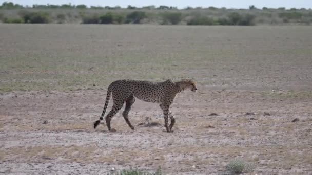 Cheetah Camina Sabana Reserva Caza Central Kalahari Botswana — Vídeos de Stock