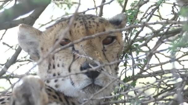 Cheetah Κλείσει Ενώ Στηρίζεται Κάτω Από Θάμνους Στο Central Kalahari — Αρχείο Βίντεο