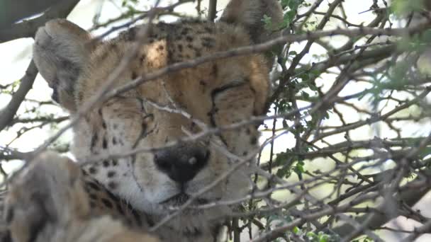 在博茨瓦纳中卡拉哈里野生动物保护区 猎豹在灌木丛中休息时关门 — 图库视频影像