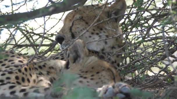 Para Gepardów Śpiąca Pod Krzakami Central Kalahari Game Reserve Botswanie — Wideo stockowe