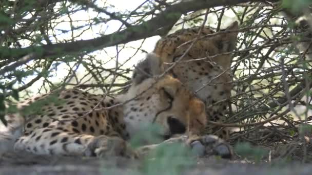 Cheetah Ζευγάρι Ξεκουράζεται Κάτω Από Θάμνους Στο Central Kalahari Game — Αρχείο Βίντεο