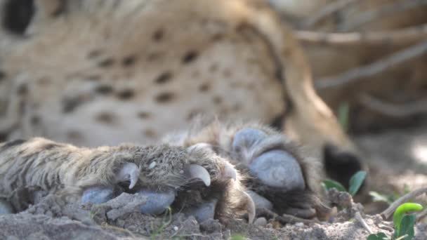 Zbliżenie Pazurów Geparda Podczas Odpoczynku Pod Krzakami Central Kalahari Game — Wideo stockowe