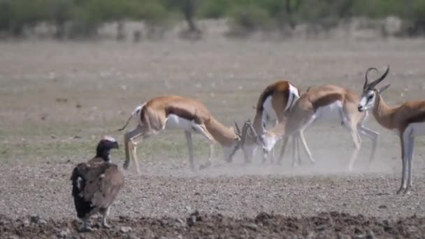 在博茨瓦纳中卡拉哈里野生动物保护区的一场战斗中 Springbok锁住了号角 — 图库视频影像