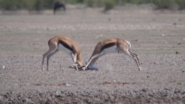 Springbok Mengunci Tanduk Dalam Perkelahian Central Kalahari Game Reserve Botswana — Stok Video