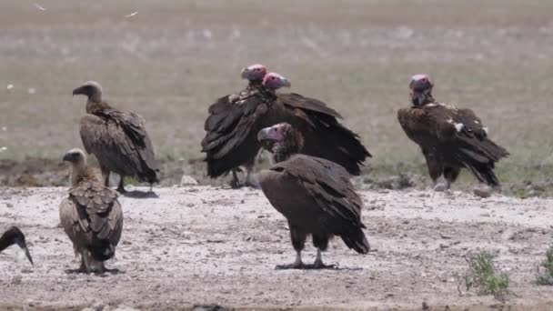 Groupe Vautours Face Lappet Autour Trou Eau Réserve Centrale Kalahari — Video