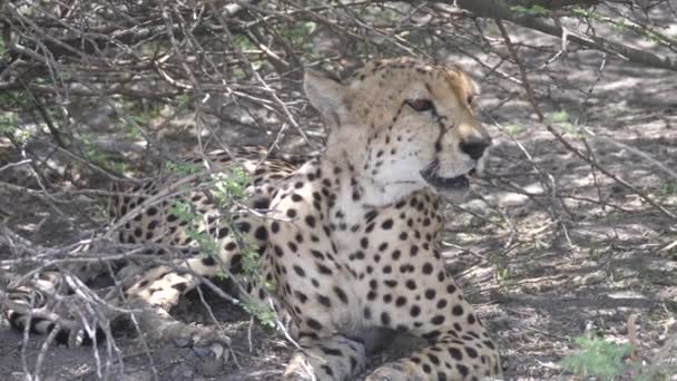 Gepardenpaar Ruht Unter Büschen Central Kalahari Game Reserve Botswana — Stockvideo