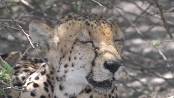 Närbild Från Gepard Vilar Buskar Central Kalahari Game Reserve Botswana — Stockvideo