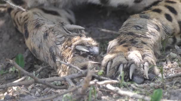 来自博茨瓦纳中卡拉哈里野生动物保护区猎豹爪的特写 — 图库视频影像