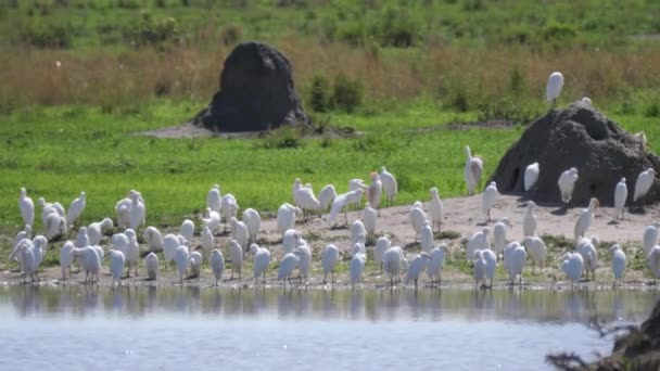 Gruppe Von Silberreihern Ein Wasserloch Chobe Nationalpark Botswana — Stockvideo