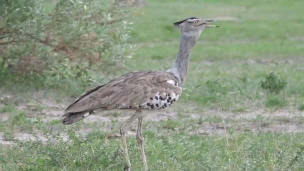 Kori Bustard Den Största Flygande Fågel Infödda Till Afrika Promenader — Stockvideo