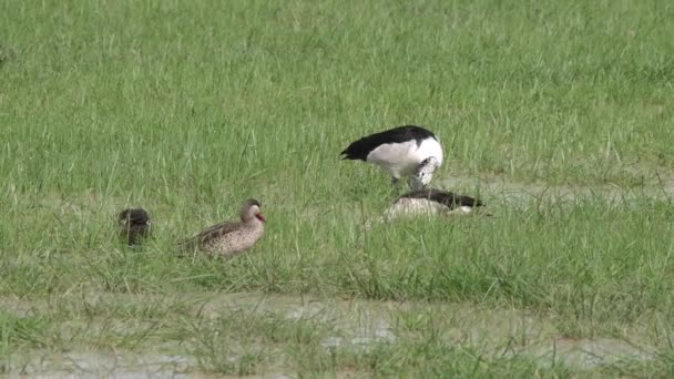 African Comb Ducks Red Billed Teal Ducks Chobe National Park — Stock Video