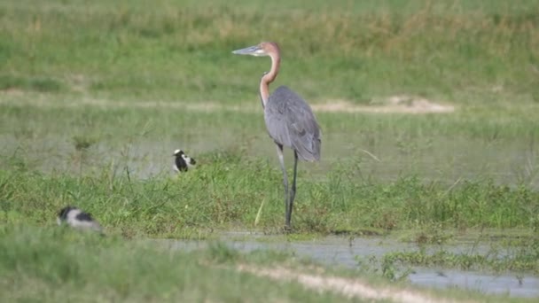 Голіаф Хірон Іде Водно Болотних Угіддях Національного Парку Чобе Ботсвані — стокове відео