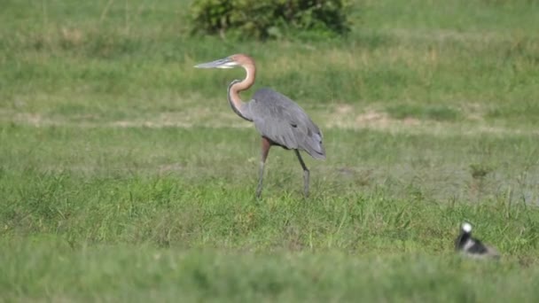 Goliat Heron Promenader Våtmarker Chobe National Park Botswana — Stockvideo