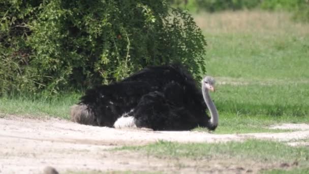 Στρουθοκάμηλος Κείτεται Στο Έδαφος Στη Σαβάνα Του Εθνικού Πάρκου Chobe — Αρχείο Βίντεο