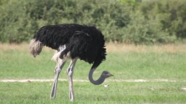 Devekuşu otluyor ve Botswana 'daki Chobe Ulusal Parkı' na bakıyor.