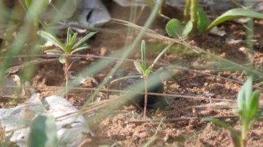 Karanlık Böcek Botswana 'daki Chobe Ulusal Parkı' nda ayağa kalktı.