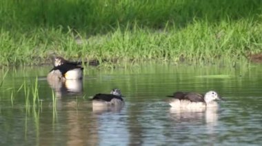 Botswana 'daki Chobe Ulusal Parkı' ndaki gölde bir grup Afrika tarağı ördeği.