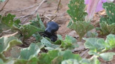 Botswana 'daki Chobe Ulusal Parkı' nda kara böcek çiftleşmesi.