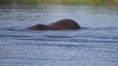 Botsvana 'daki Chobe Ulusal Parkı' nda doğal bir gölde yıkanmanın tadını çıkarıyor.