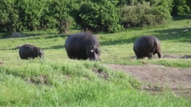 Botswana 'daki Chobe Ulusal Parkı' nda iki su aygırı ve bir bebek otluyor.