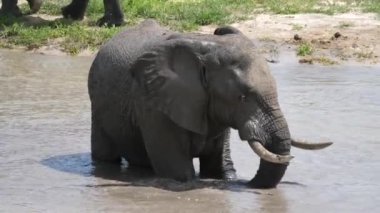 Botswana 'daki Chobe Ulusal Parkı' nda bir nehirdeki fil.