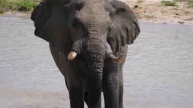 Botswana 'daki Chobe Ulusal Parkı' nda nehirden çıkan bir filin yakınında.