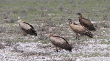 Botswana 'daki Kgalagadi Transfrontier Parkı' nda akbabalar var.